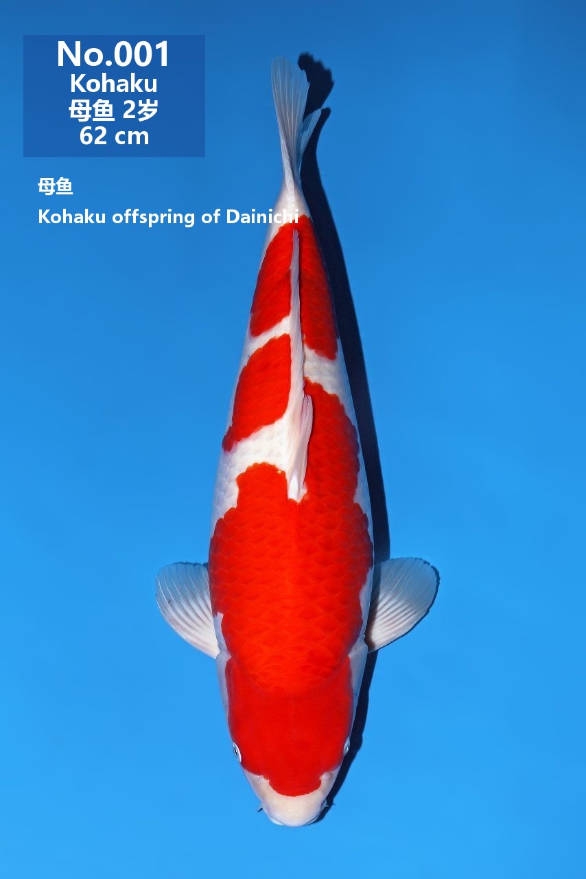 鯉