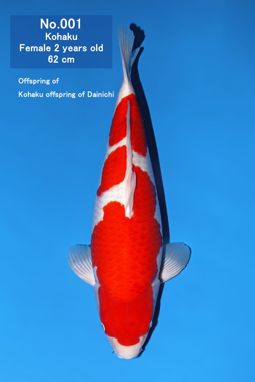 Koi