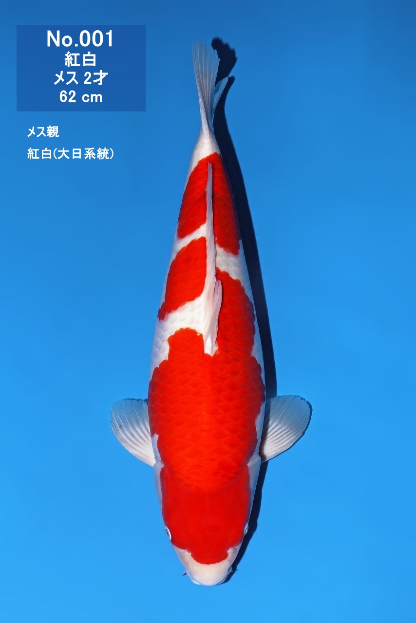 鯉
