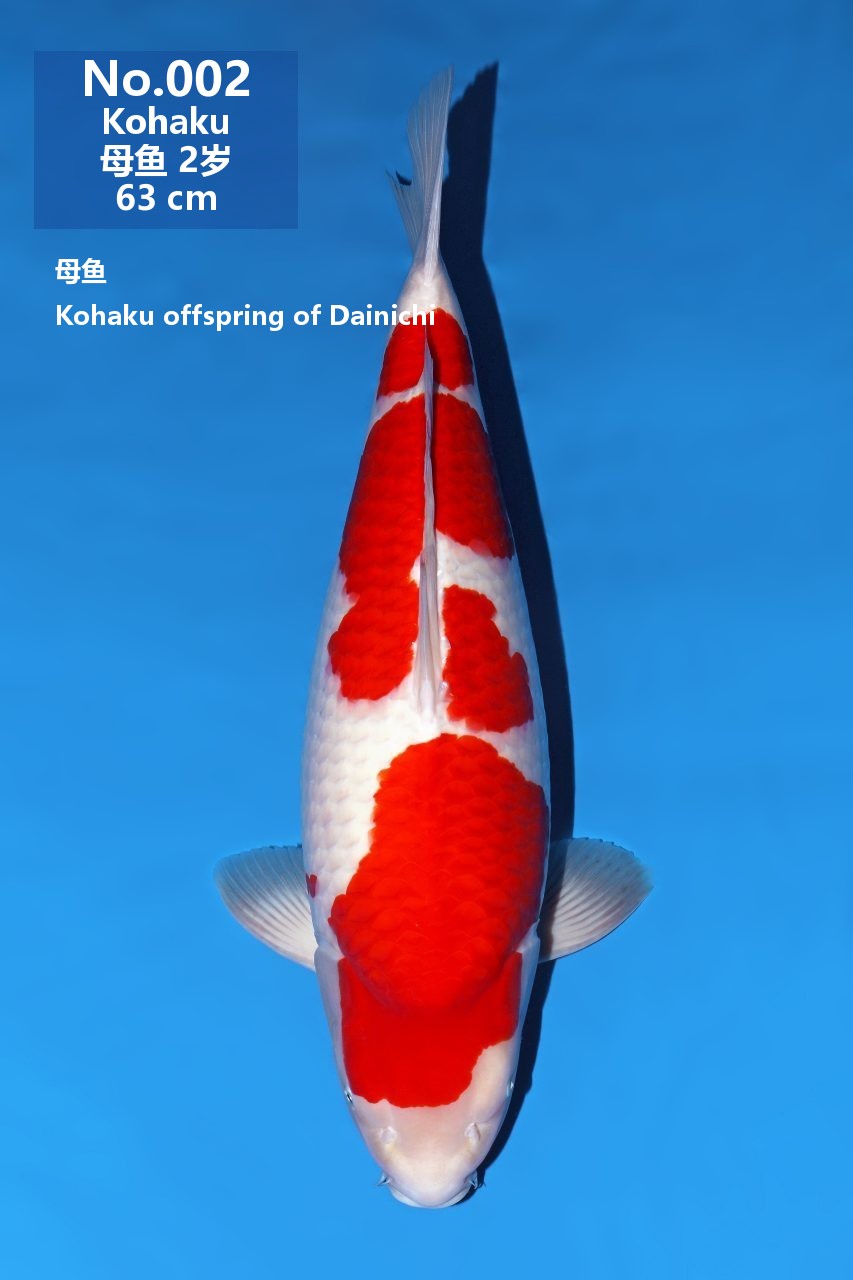 鯉