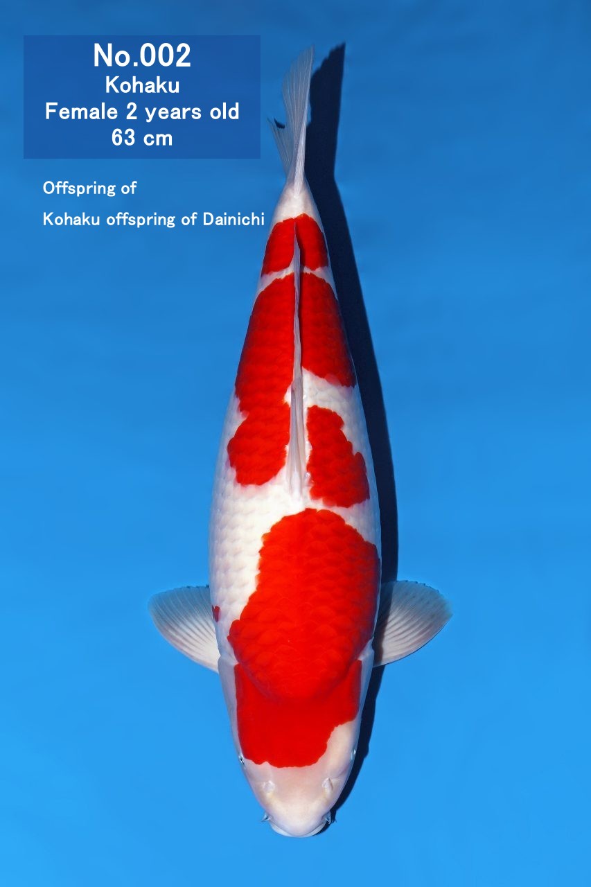 Koi