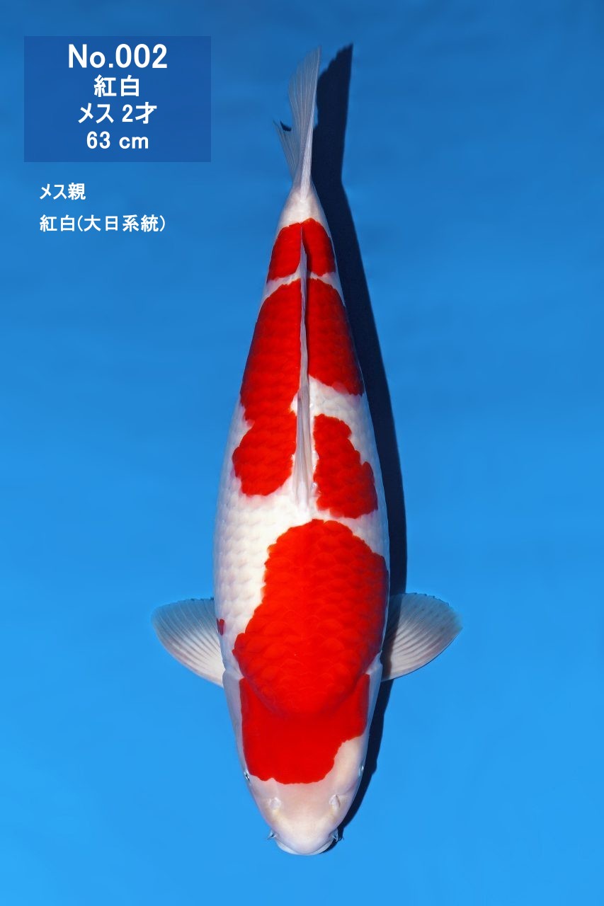 鯉