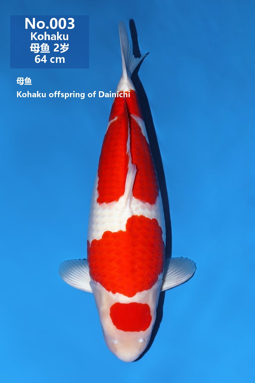 鯉