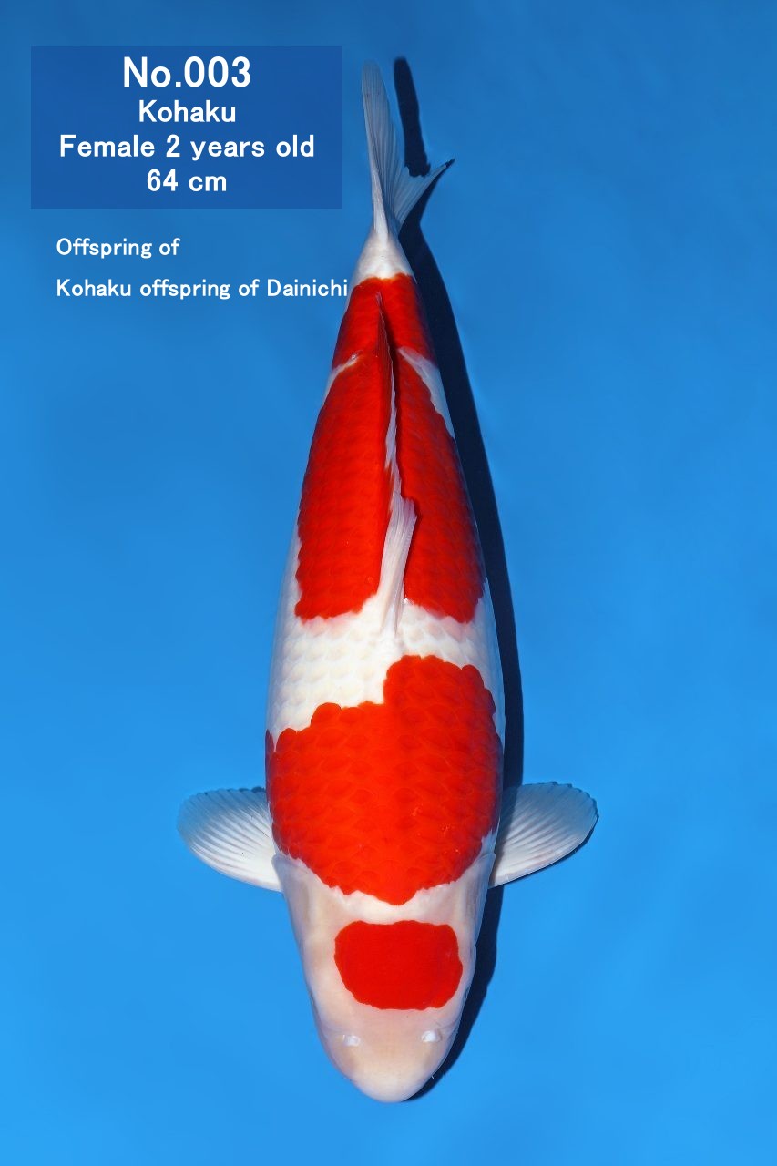 Koi