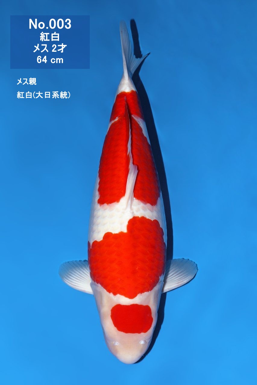 鯉