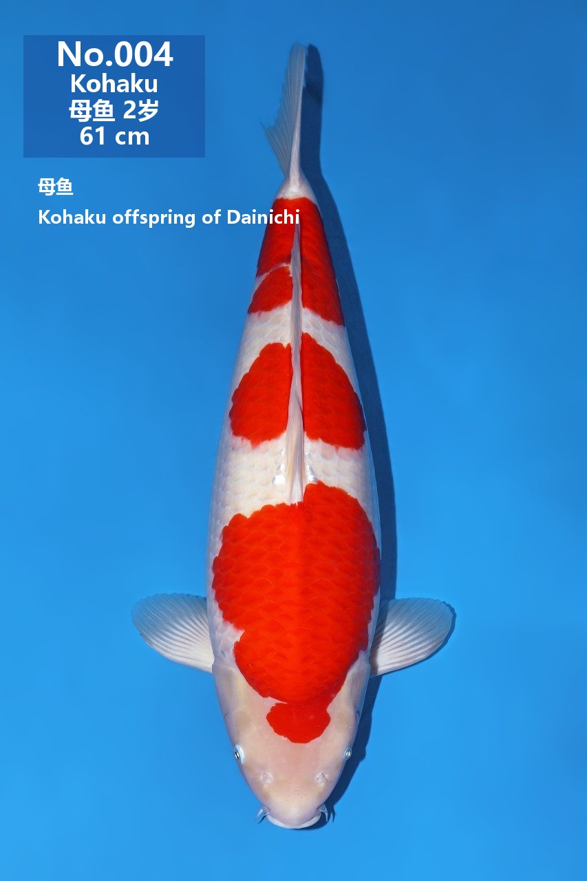鯉