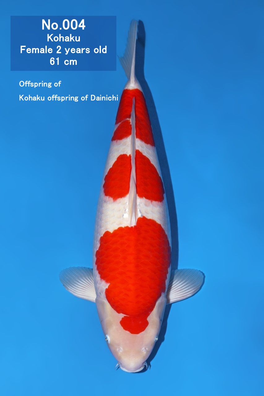 Koi