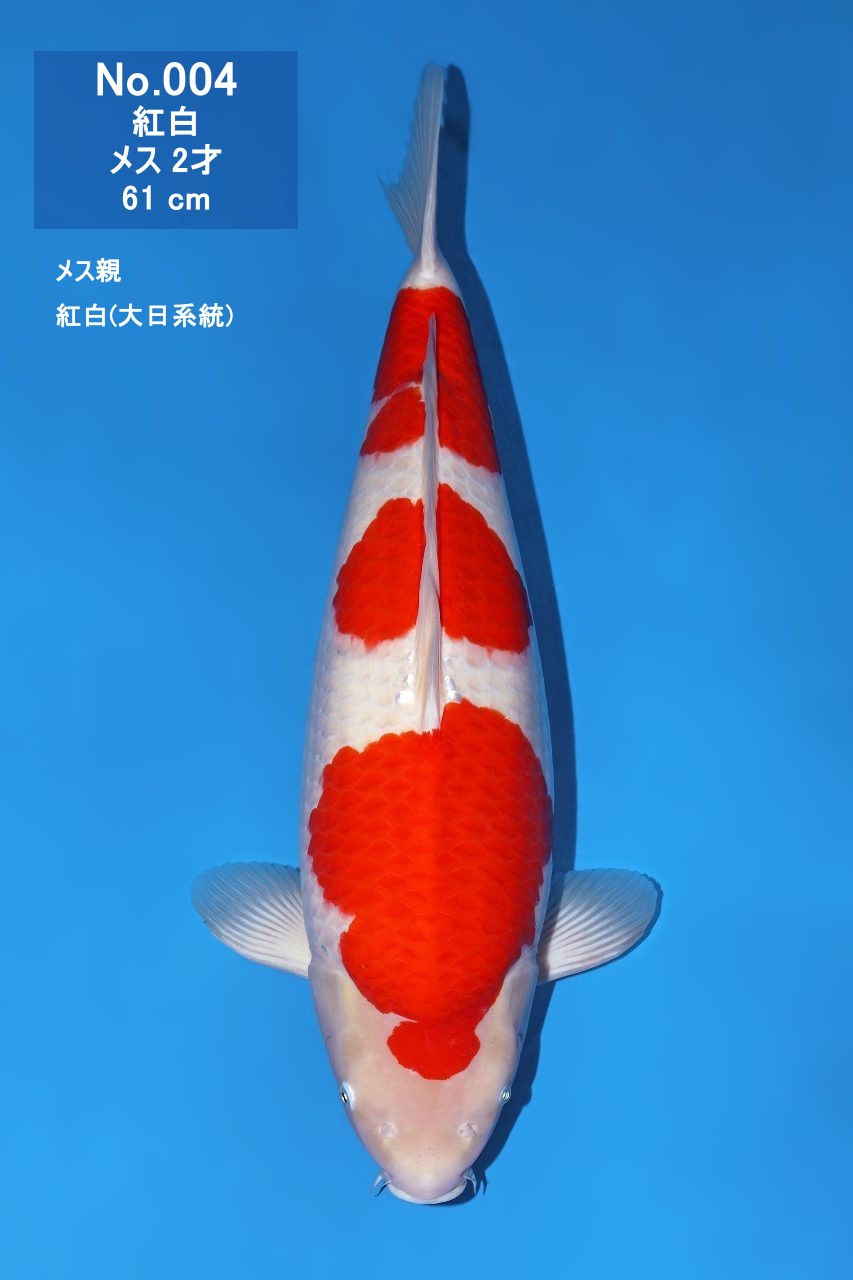 鯉