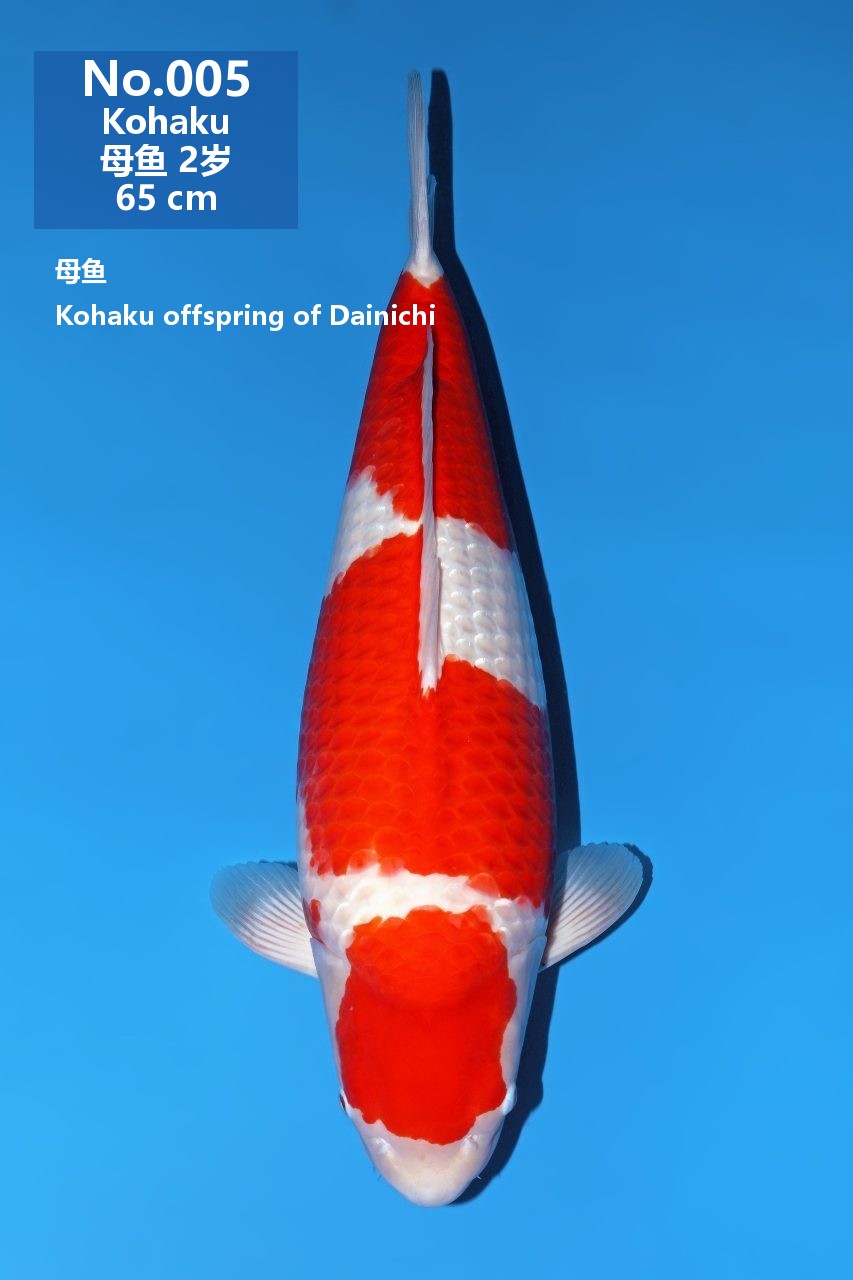鯉