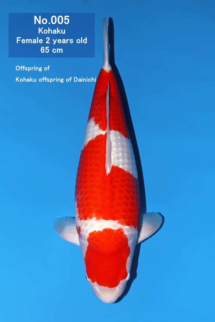 Koi