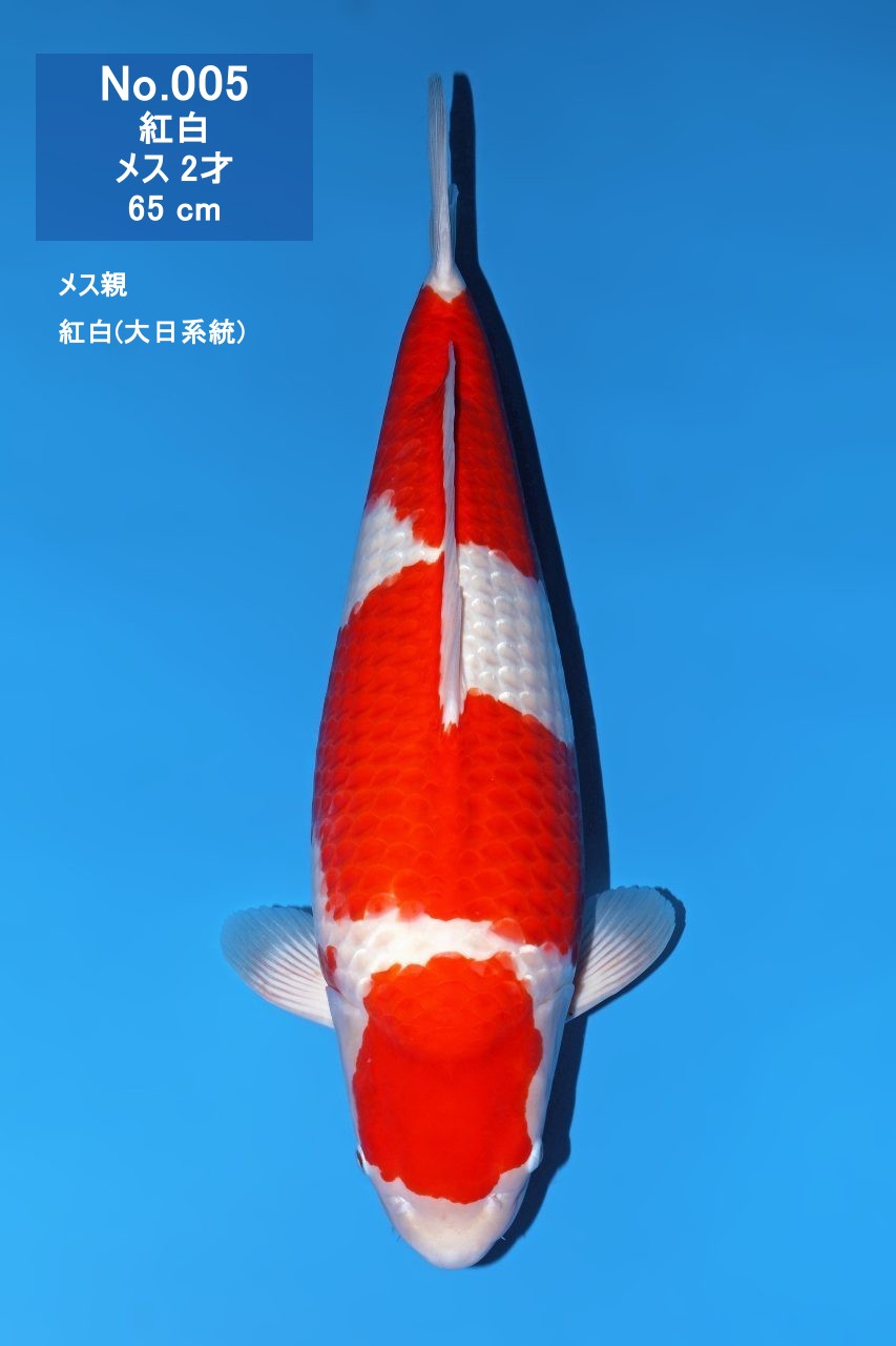 鯉
