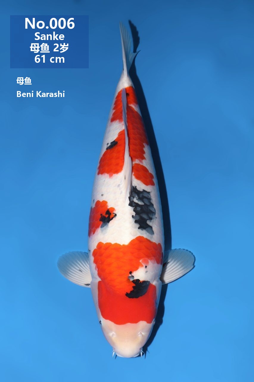 鯉