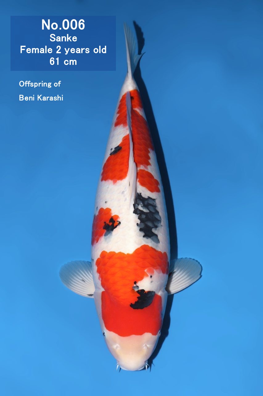Koi