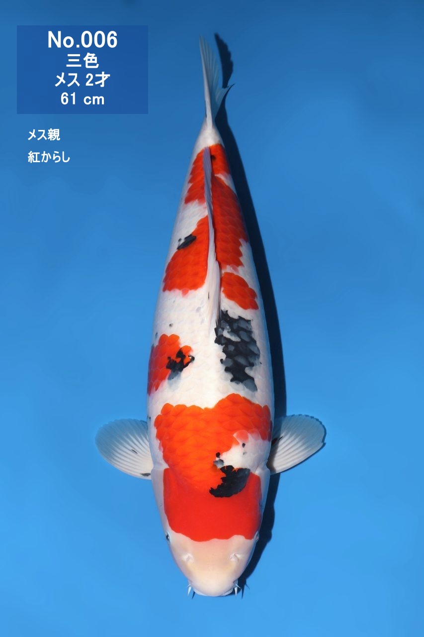 鯉