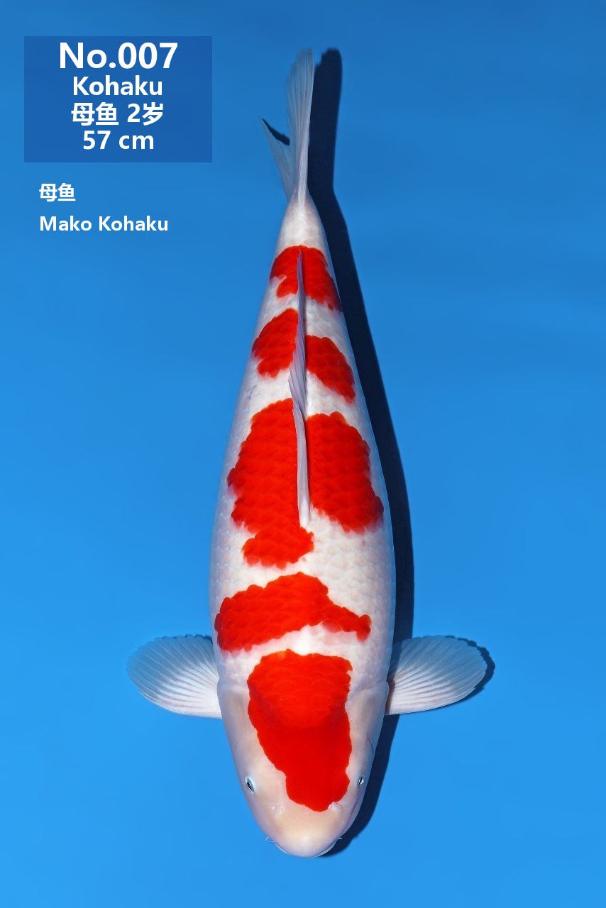 鯉