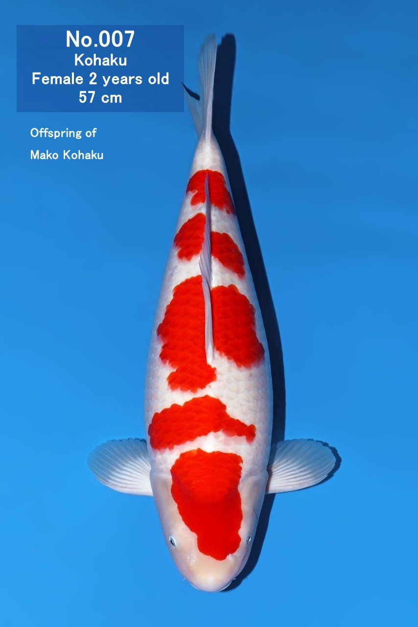 Koi