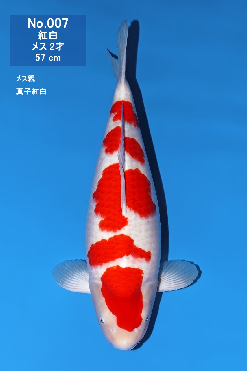 鯉