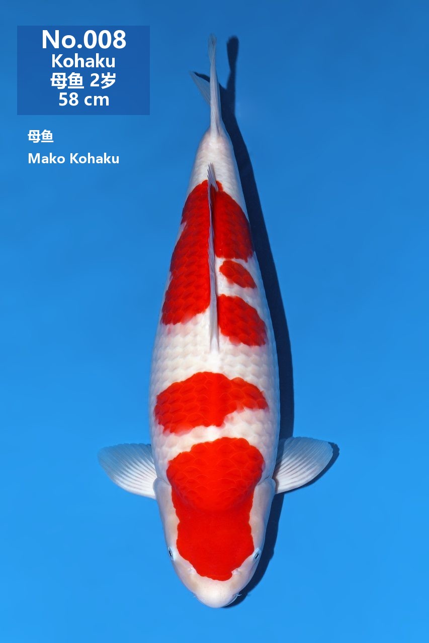 鯉