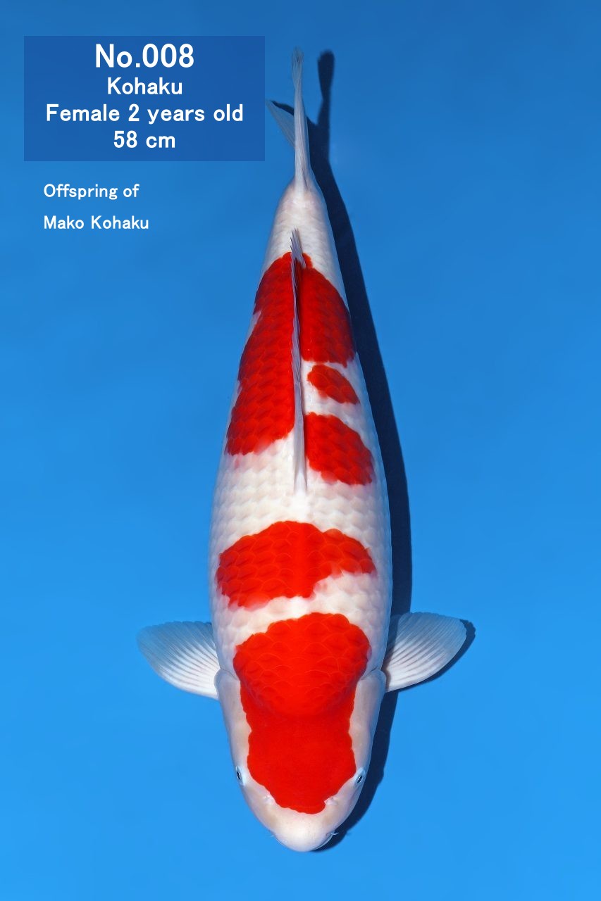 Koi