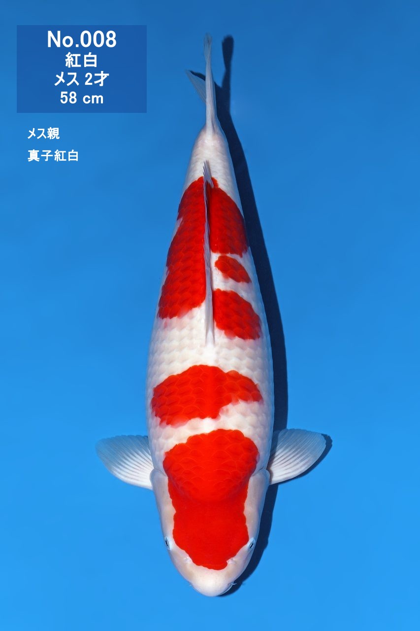 鯉