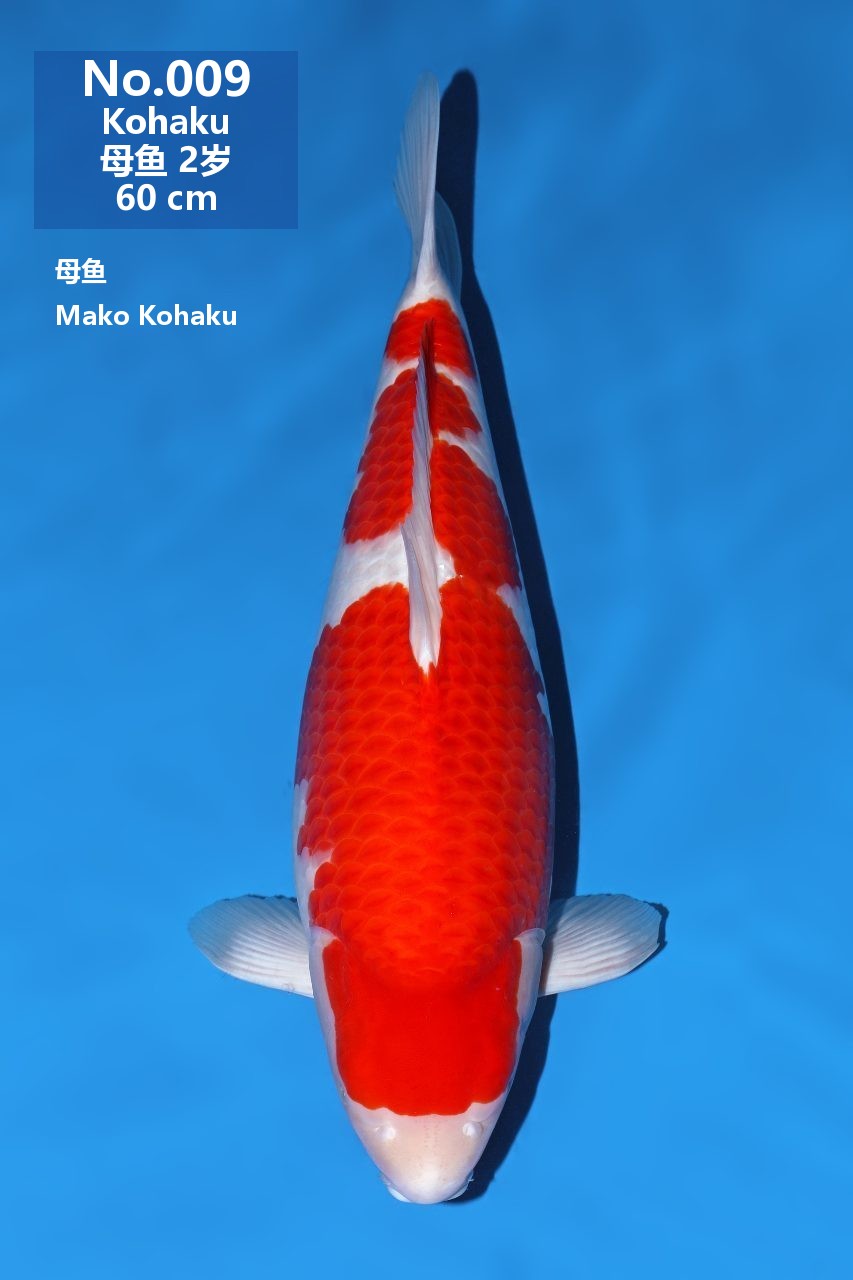 鯉