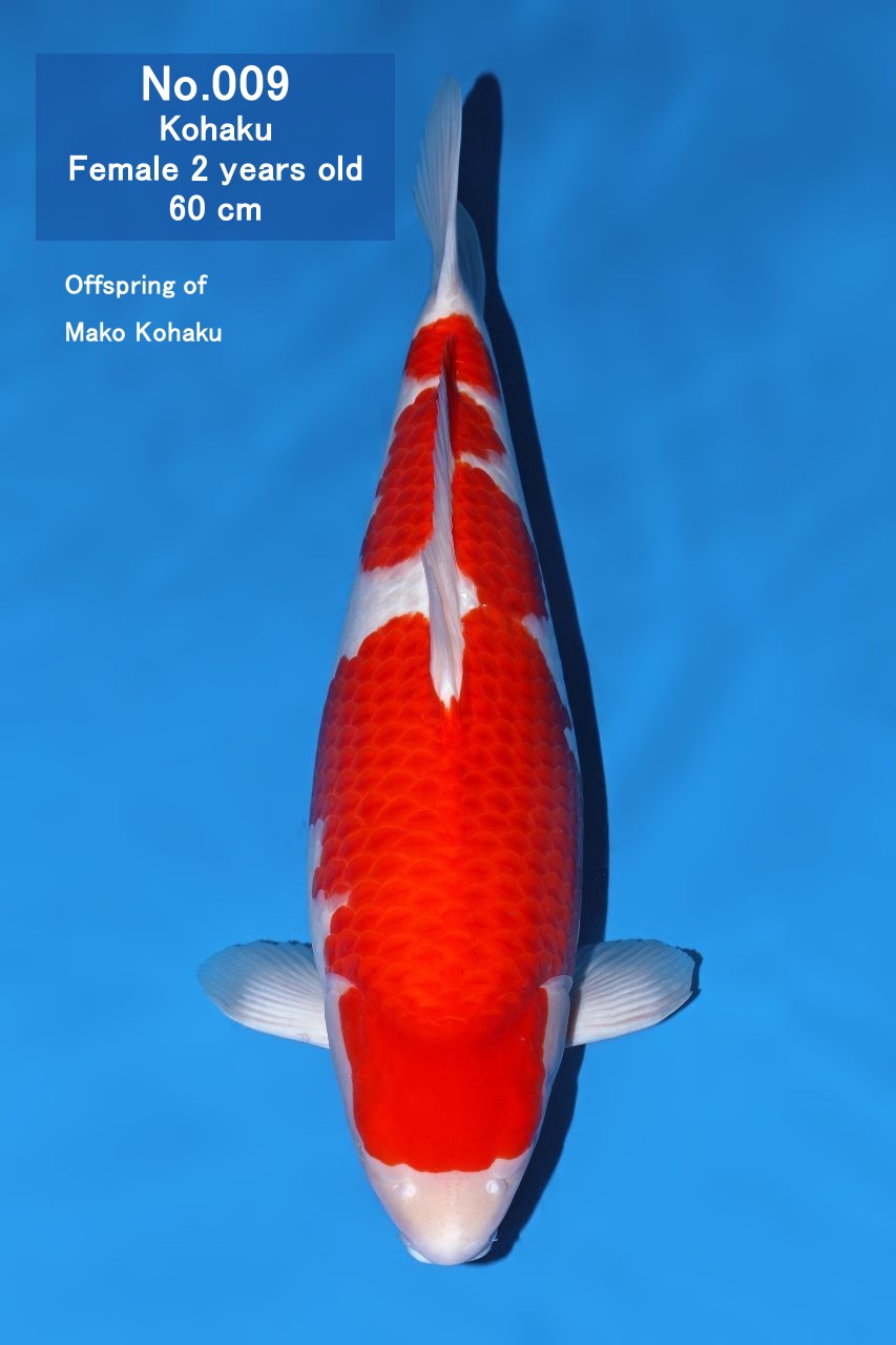 Koi