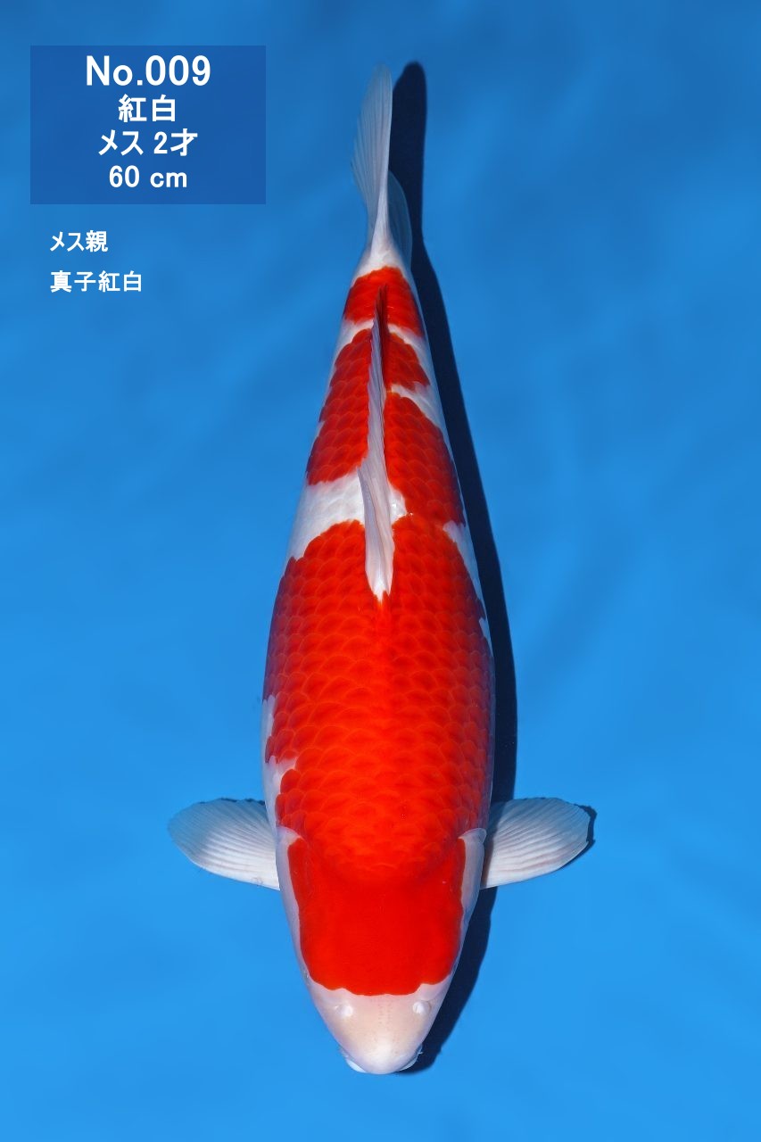 鯉