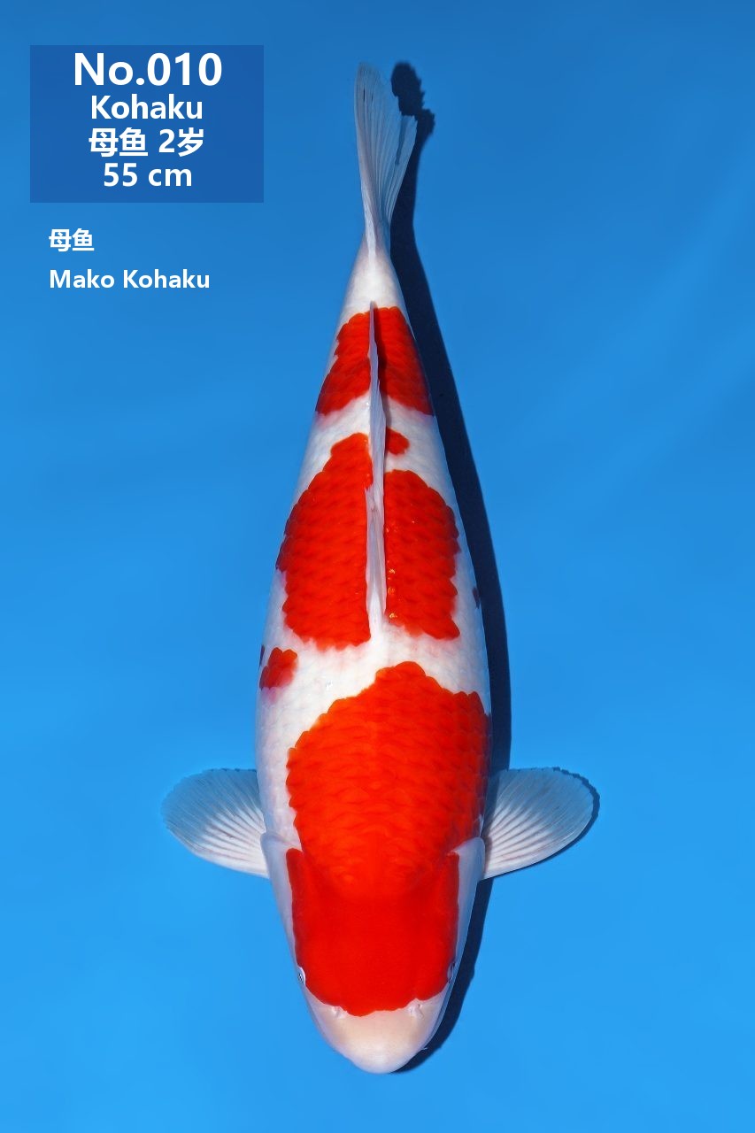 鯉