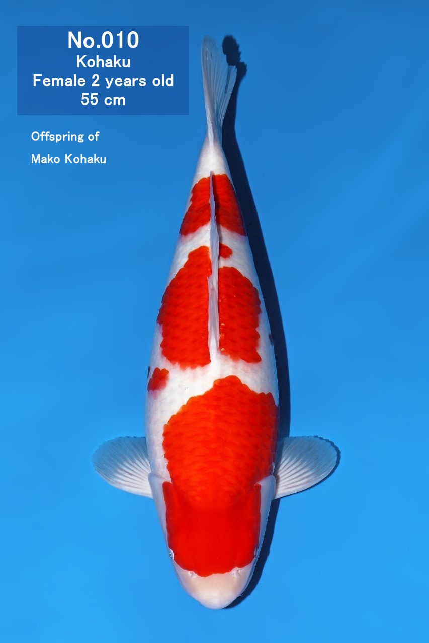 Koi