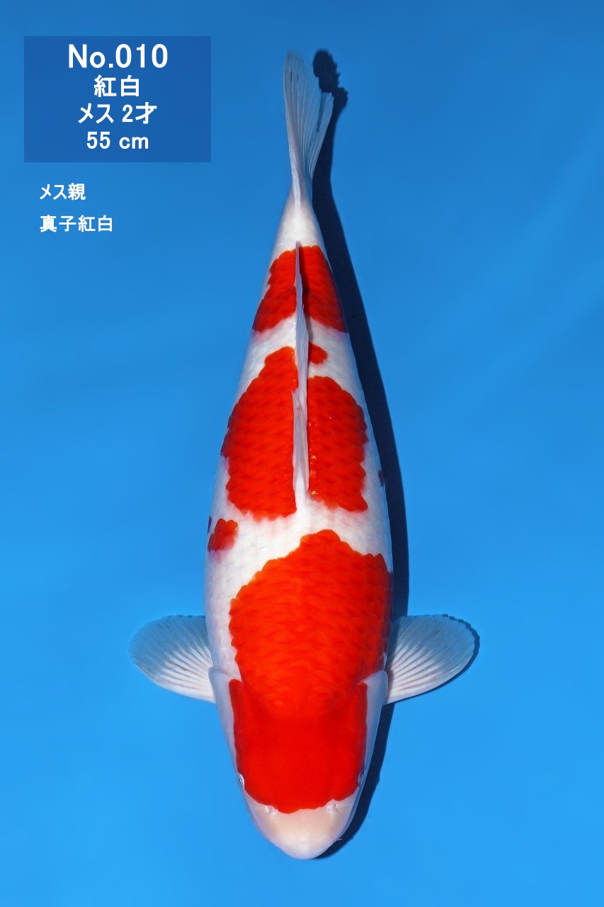 鯉