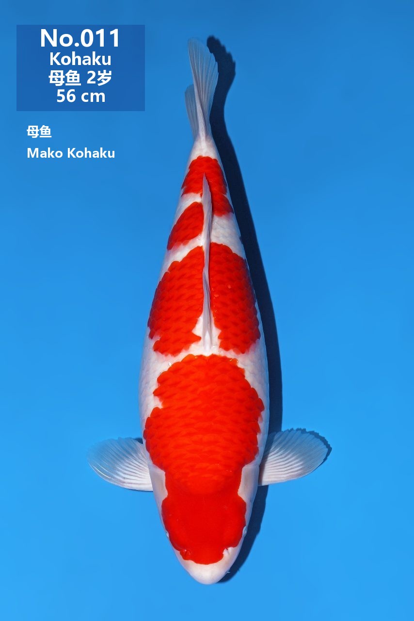 鯉