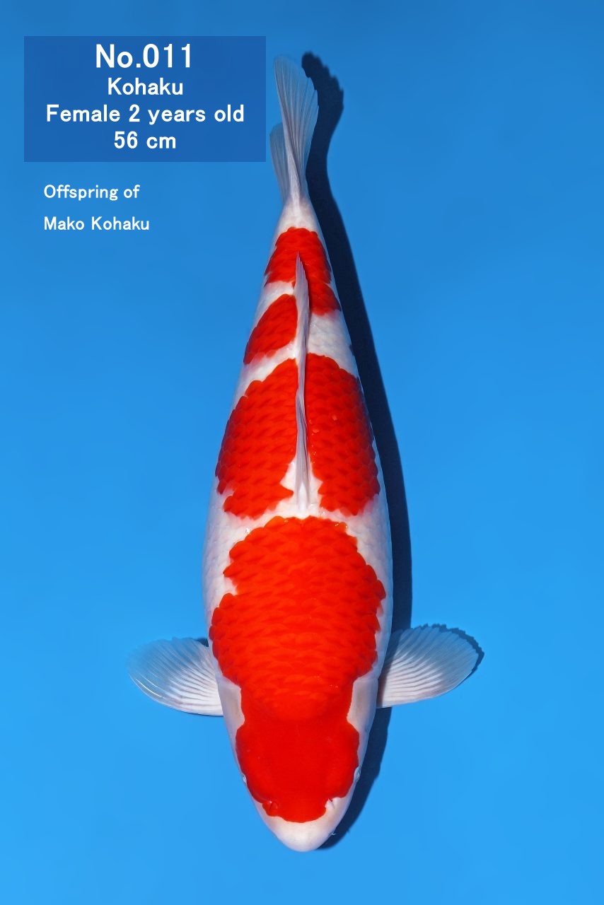 Koi