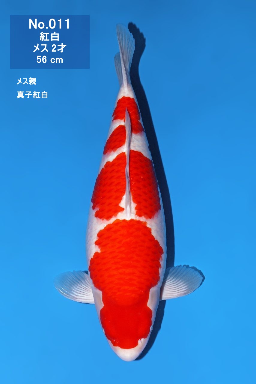 鯉