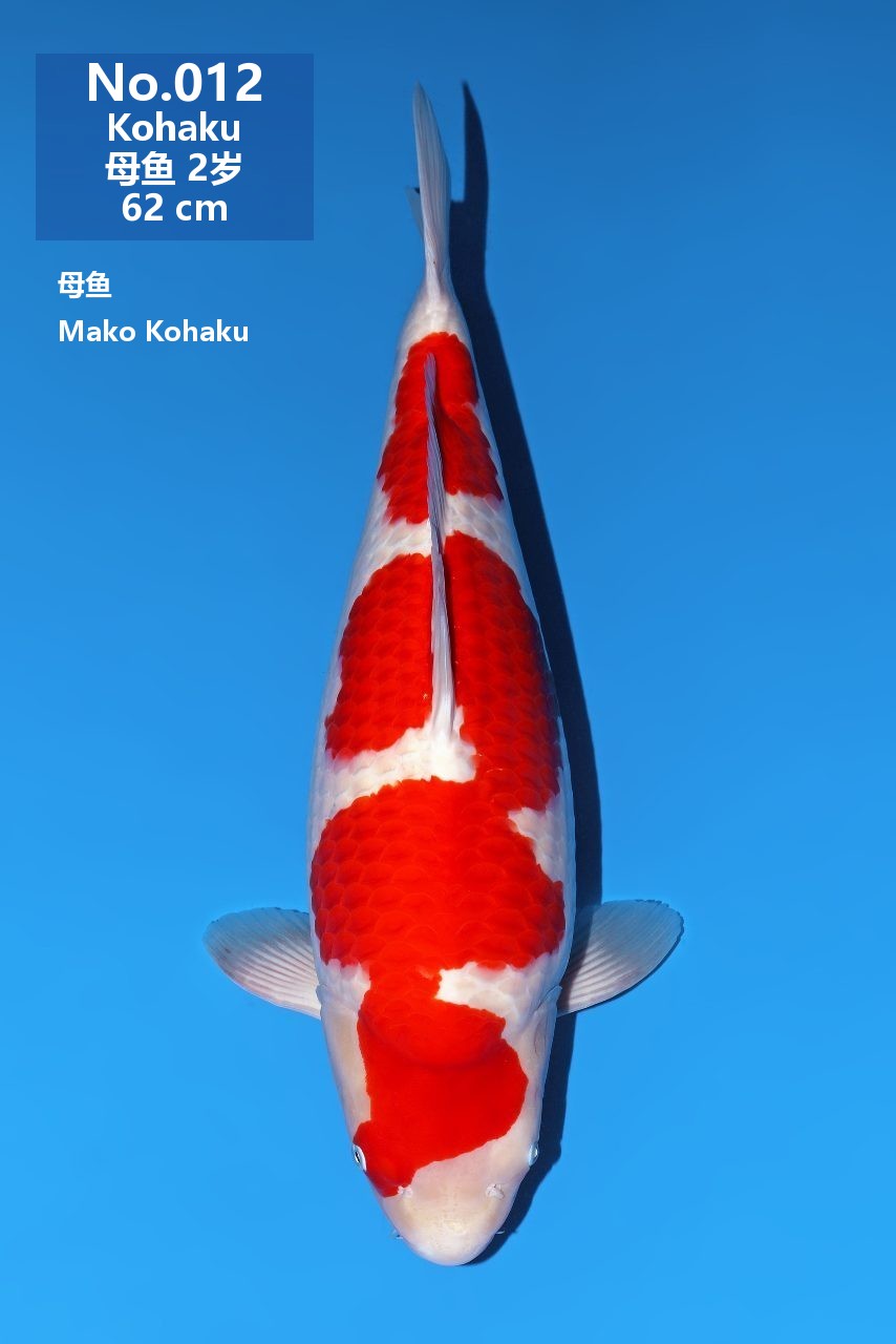 鯉