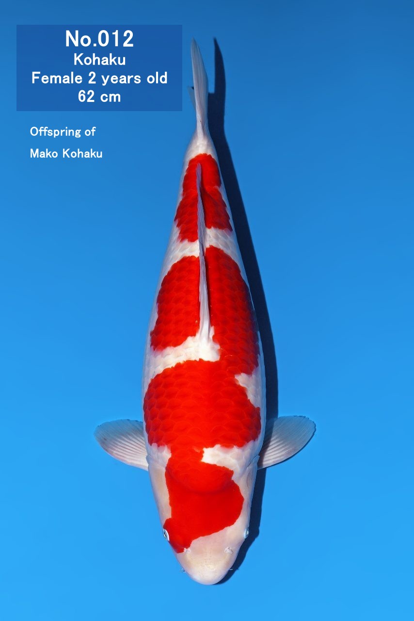 Koi