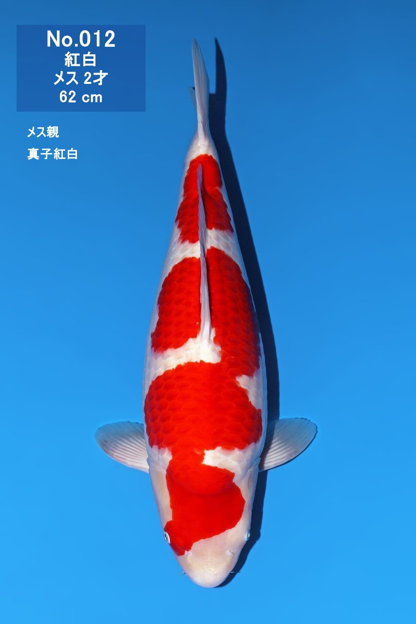 鯉