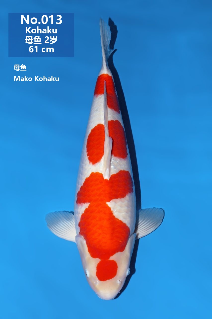 鯉