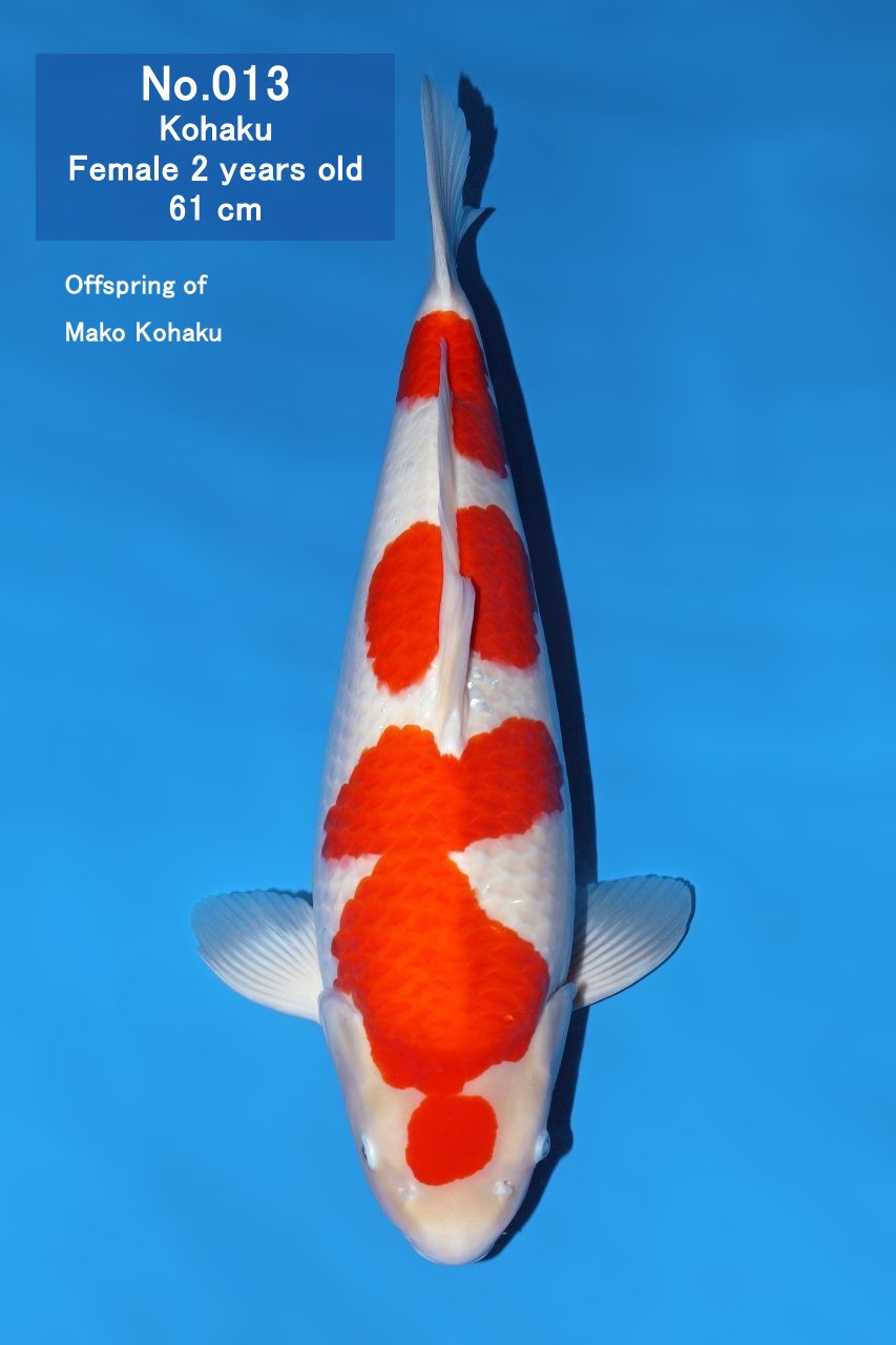 Koi