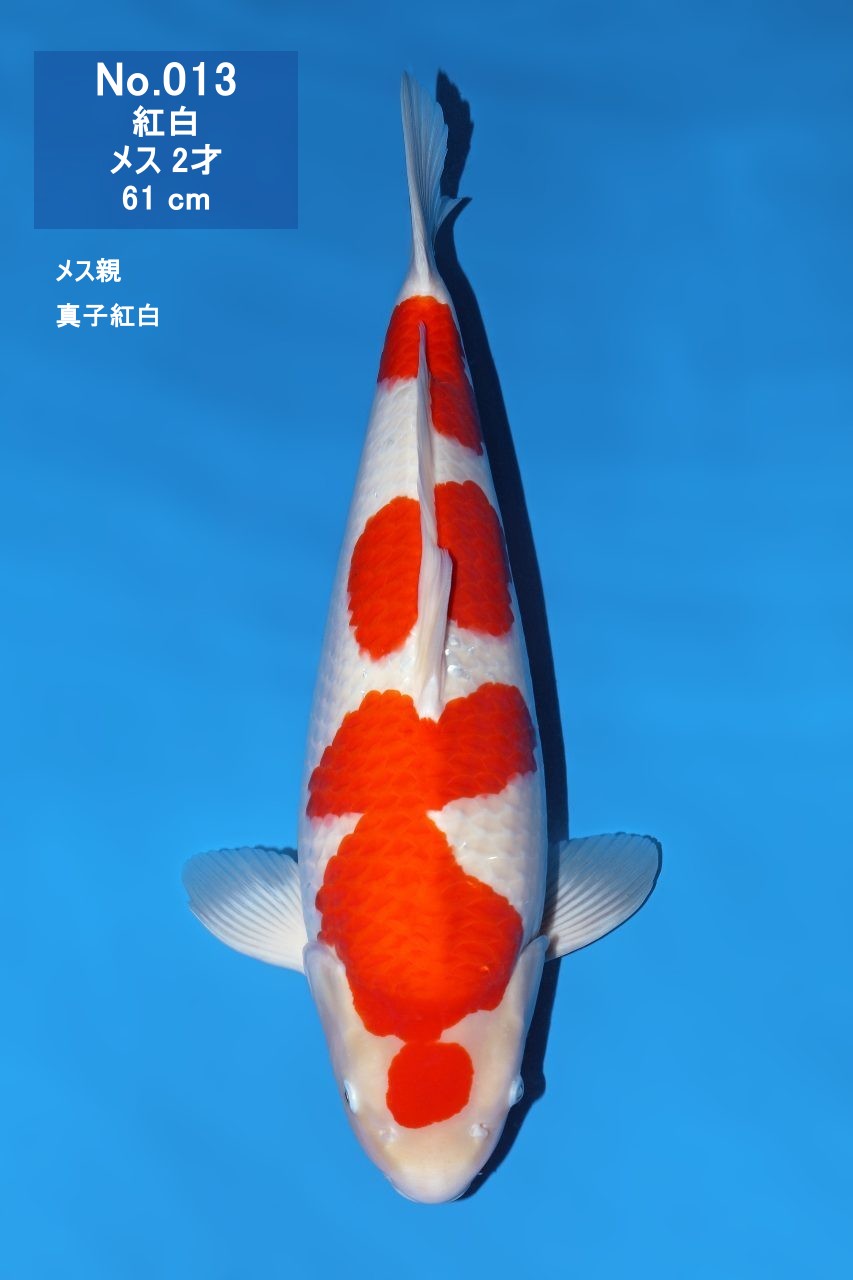 鯉