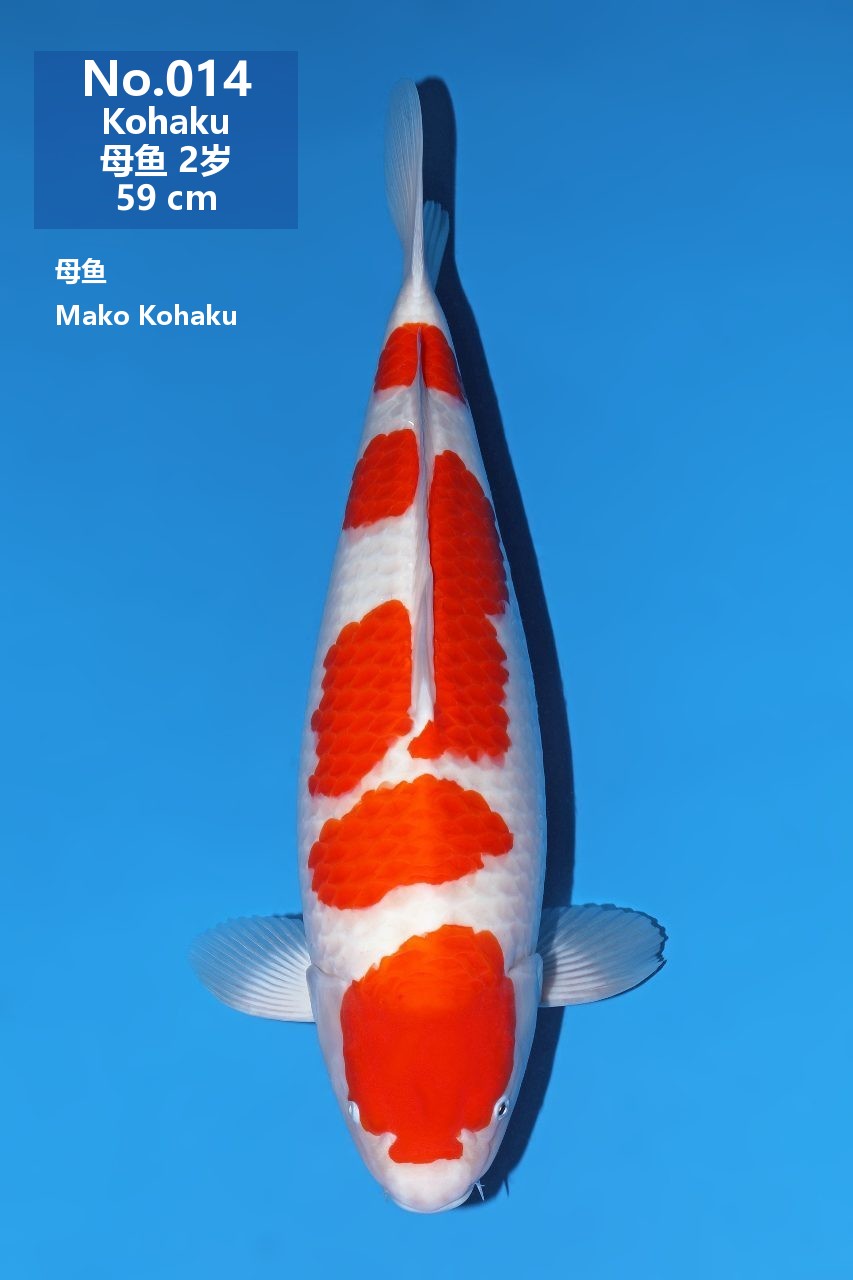 鯉