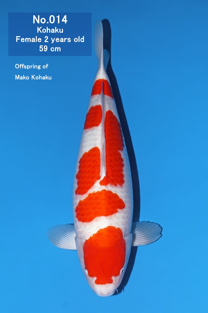 Koi