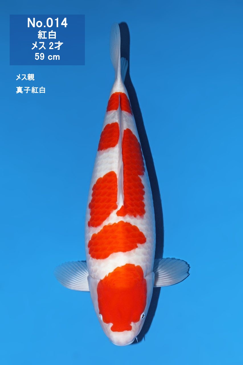 鯉