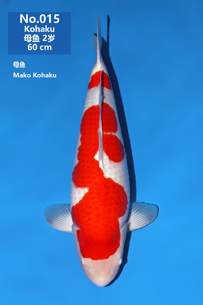 鯉
