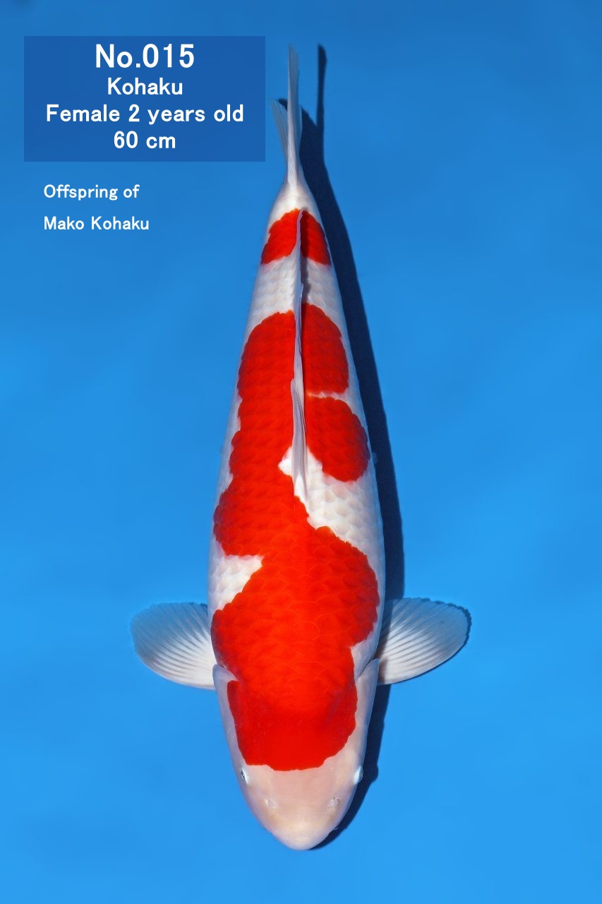 Koi