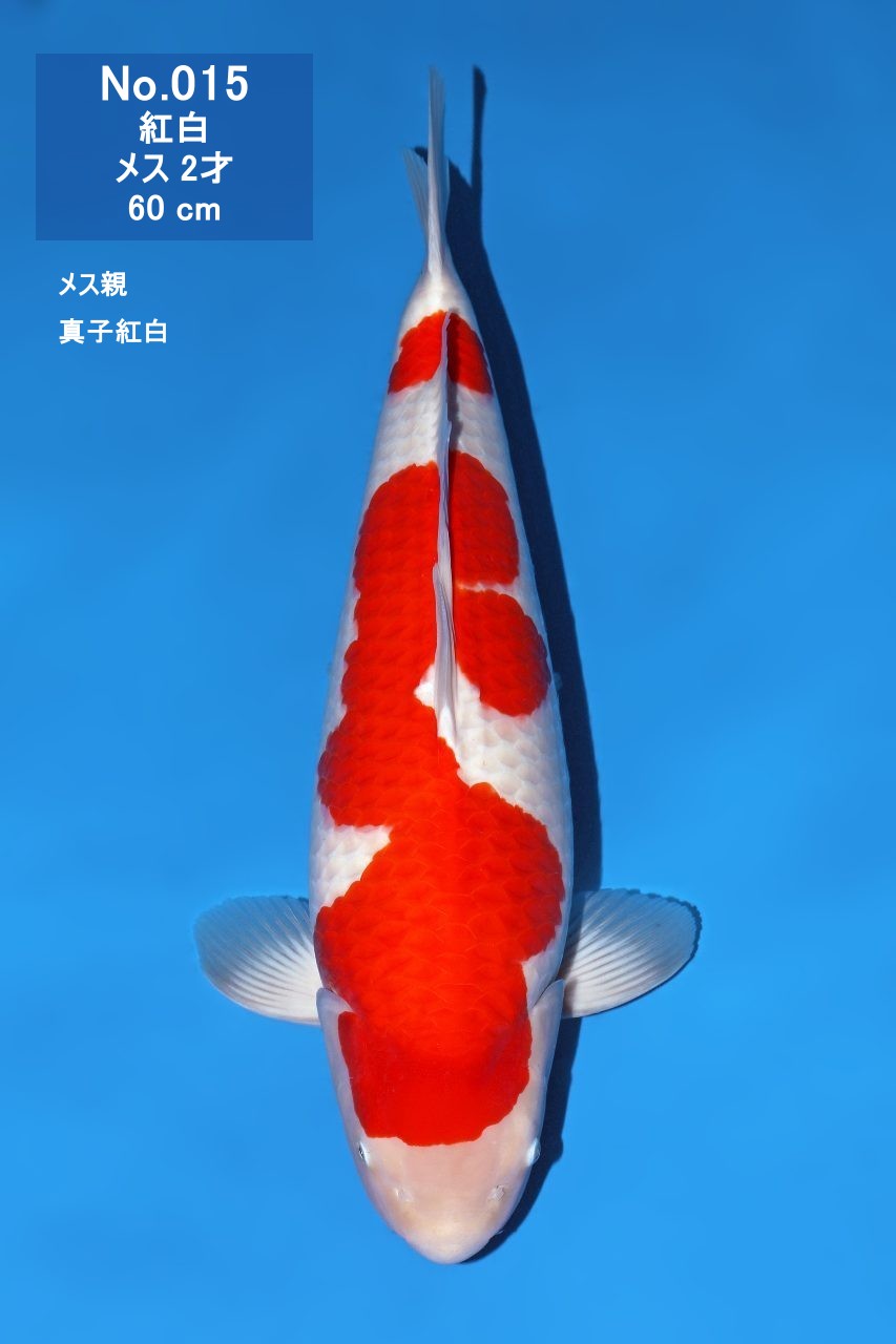 鯉