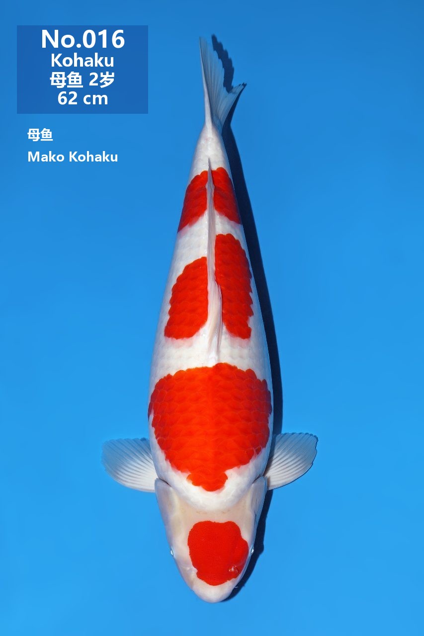 鯉