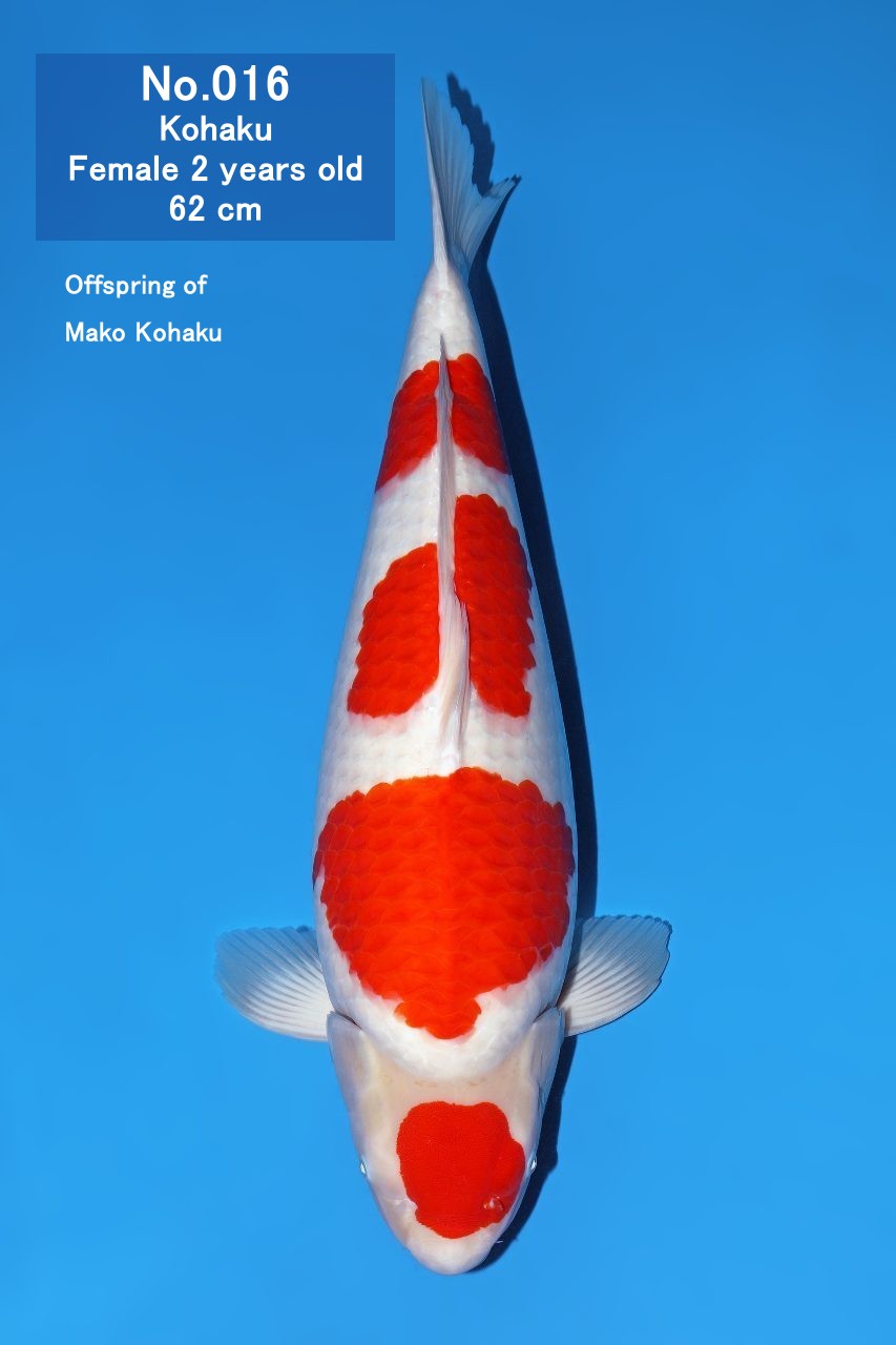 Koi