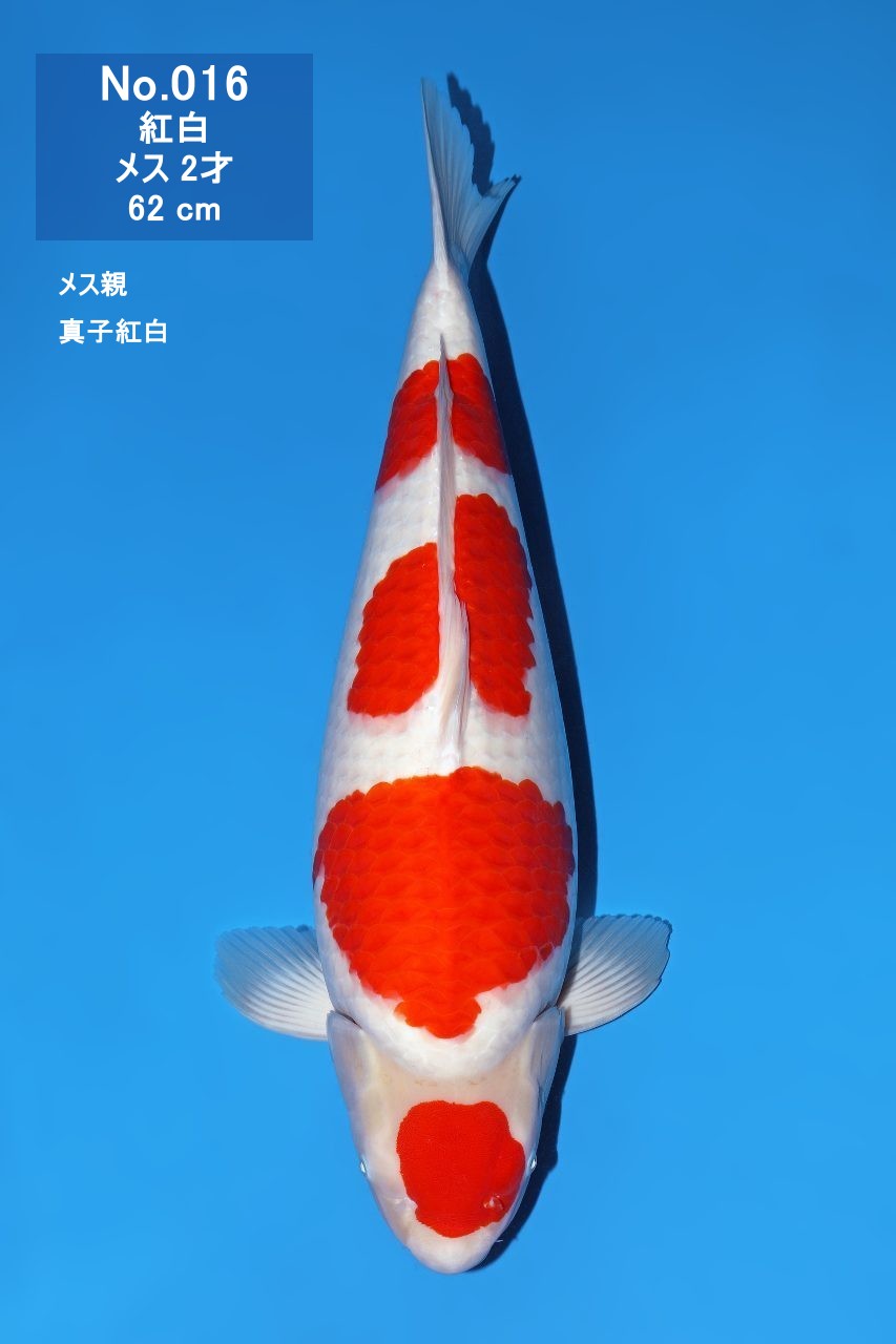 鯉