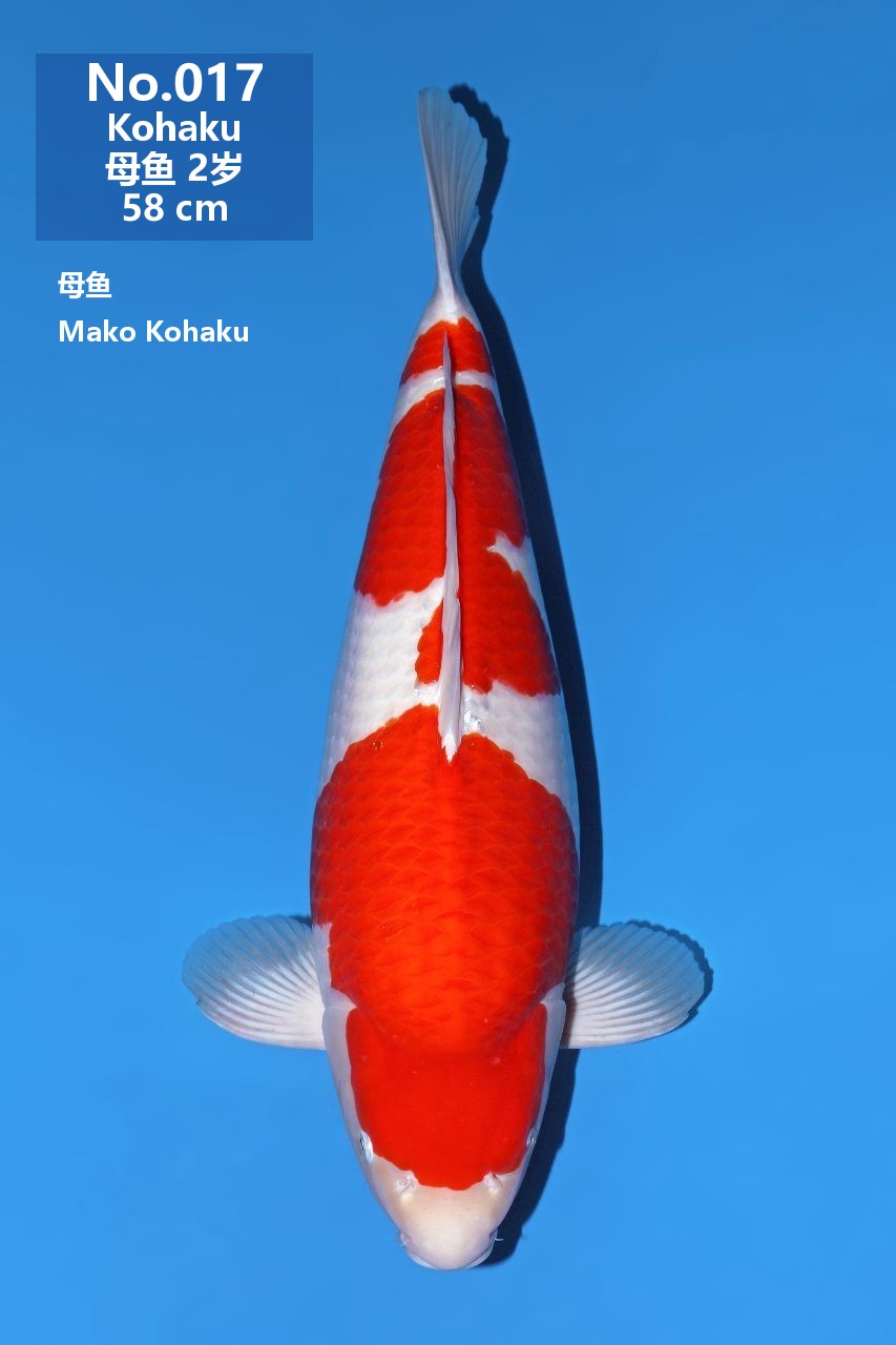 鯉