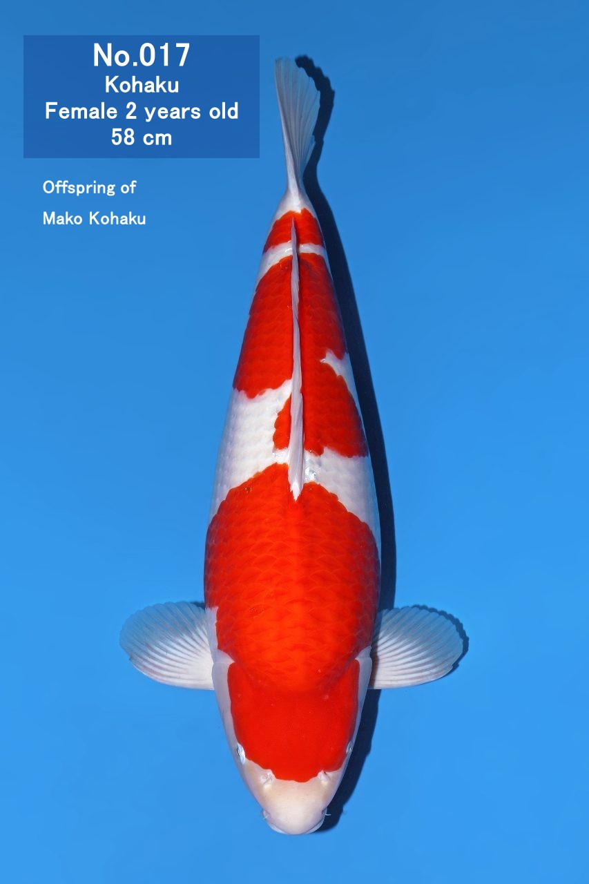 Koi